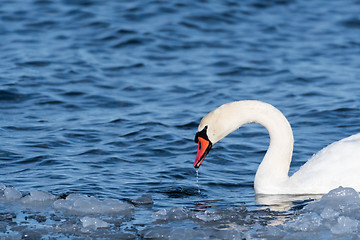 Image showing Beautiful Mute Swan Portrait