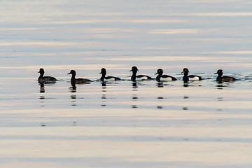 Image showing Tufted Ducks swimming in a row