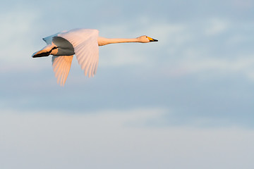 Image showing Flying beautiful Whopper Swan