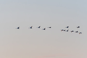 Image showing Flying White Swans Formation