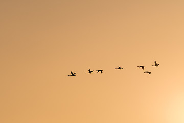 Image showing Flying Swans Silhouettes by a colored sky