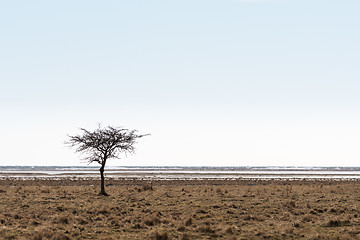 Image showing Lone tree by the coast