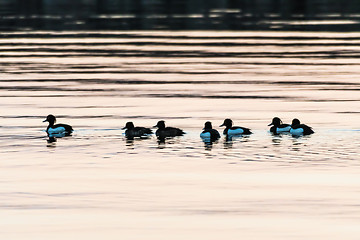Image showing Flock with Tufted Ducks