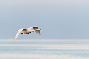 Image showing Single flying Whooper Swan