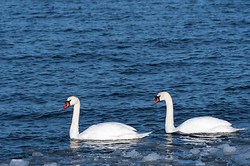 Image showing Mute Swan Couple in cold water