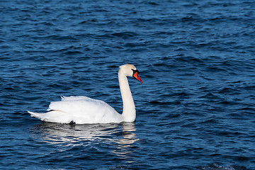 Image showing Elegant Mute Swan in blue water