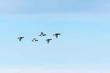 Image showing Bird formation with Tufted Ducks