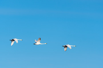 Image showing Migrating white swans