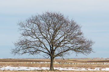 Image showing Solitude big bare tree