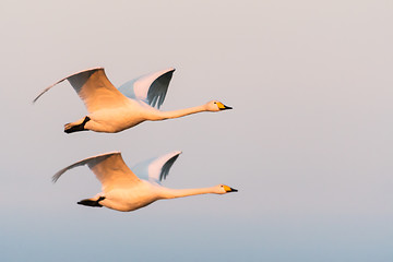 Image showing Flying couple Whooper Swans