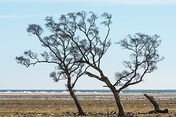 Image showing Windblown trees by the coast