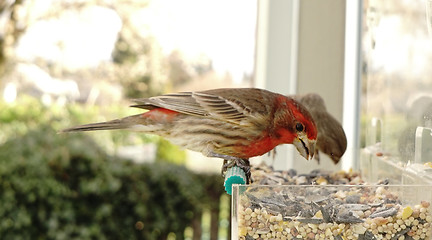 Image showing Colorful Orange Male House Finch Perched at Bird Feeder