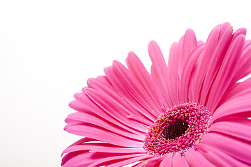 Image showing Tender pink daisy