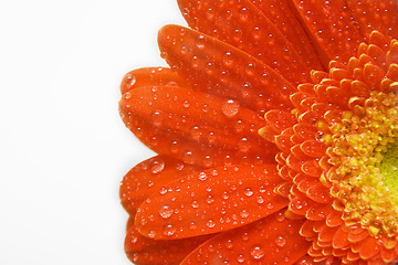 Image showing Red daisy