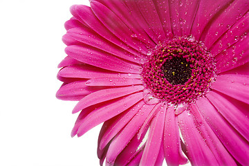 Image showing Pink daisy