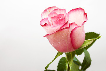 Image showing Pink rose