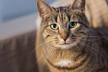 Image showing portrait of tabby cat at home