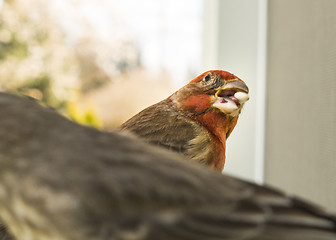 Image showing Colorful Orange Male House Finch Competes for Seed at Bird Feede