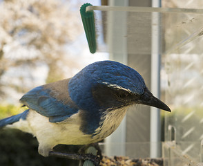 Image showing Western Scrub Jay Leans Over Window Bird Feeder