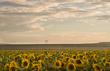 Image showing Sunset over the sunflowers field