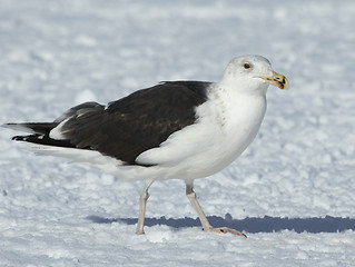 Image showing Great Black-backed gull