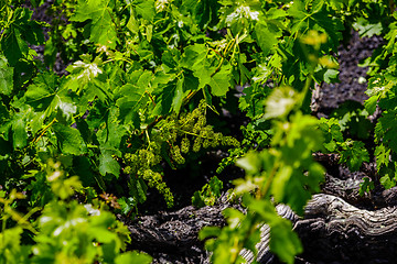 Image showing Wine grapes grow in the lava of Lanzarote.