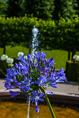 Image showing Beautiful flowers in an idyllic park