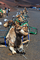 Image showing Camels in Timanfaya National Park on Lanzarote.