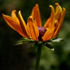 Image showing burning flower