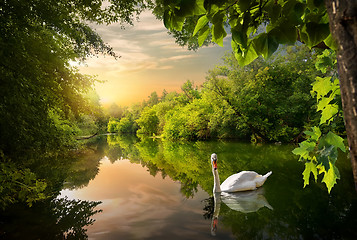 Image showing White swan on a pond