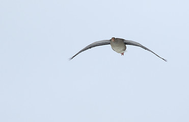 Image showing Greylag Goose