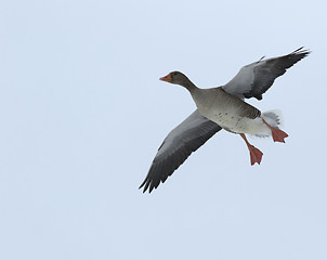 Image showing Greylag Goose