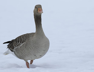 Image showing Greylag Goose