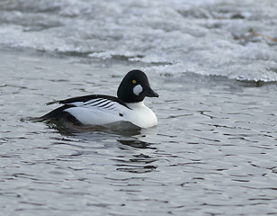 Image showing Goldeneye