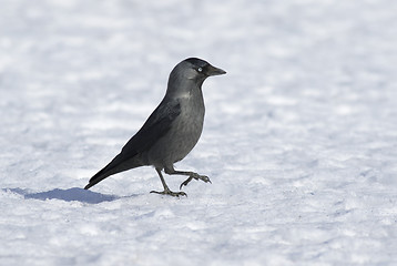 Image showing Jackdaw on the ice