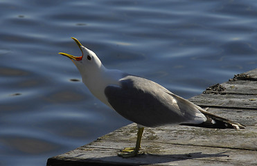 Image showing Screaming seagull