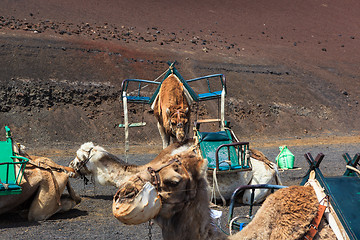 Image showing Camels in Timanfaya National Park on Lanzarote.