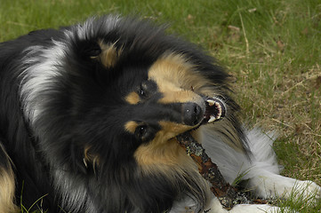 Image showing Dog with stick