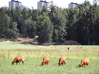 Image showing Cows in a city