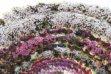 Image showing Dubai miracle garden