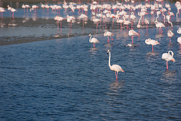 Image showing Flock of adorable pink flamingos