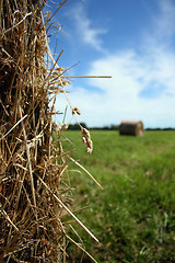 Image showing Hay Bales, Near and Far