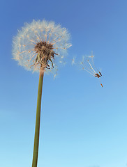 Image showing Dandelion Wind Polination