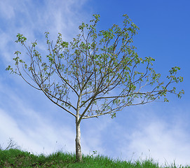 Image showing Walnut Tree Pollination