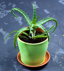 Image showing Aloe Vera in Flowerpot