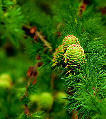 Image showing Young Sprouts Green Cones