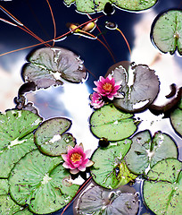 Image showing Pink Water Lilies