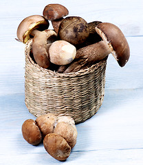 Image showing Fresh Boletus Mushrooms