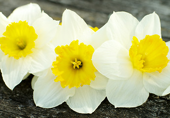 Image showing Spring Yellow Daffodils 