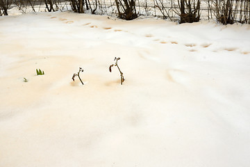 Image showing Red snow after sand from Sahara